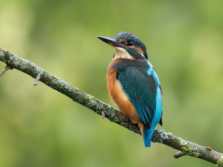 Kingfisher, Alcedo atthis