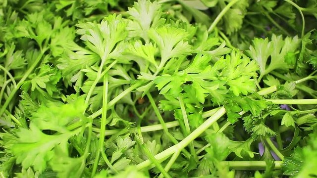 Parsley leaf leaves closeup texture rotating video background