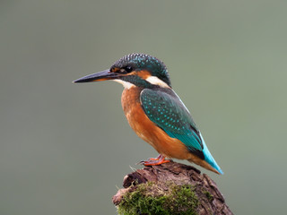 Kingfisher, Alcedo atthis, single bird on branch