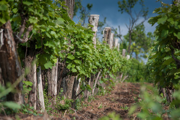 Plantations of vineyards in Tuscany