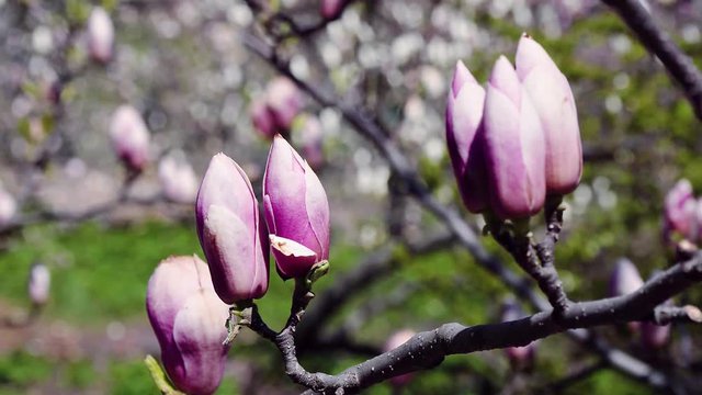pink magnolia bud, flowers of the pink magnolia, pink magnolia, pink Magnolia flowers on tree branch, Magnolia tree blossom
