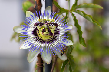 Passionsblume in voller Blüte mit Wespe