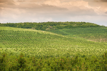 Fototapeta na wymiar Cherry plantations in eastern Serbia