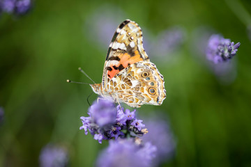 Distelfalter und Lavendel