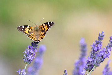 Distelfalter und Lavendel