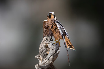 Peregrine Falcon (Falco peregrinus) Perched