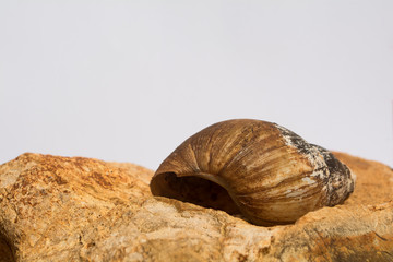 Old shell resting on a rock