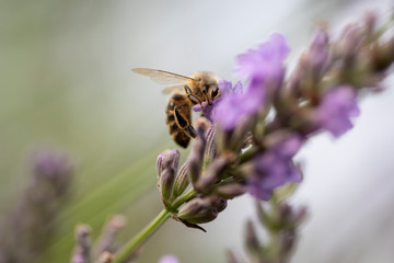 Biene an Lavendel