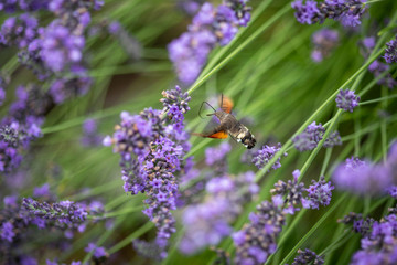 Taubenschwänzchen auf Nektarsuche an Lavendel
