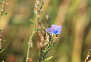 Blue butterfly Lycaenidae in the forest