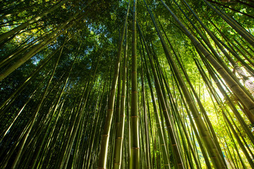 Arashiyama Bamboo Grove forest, Kyoto