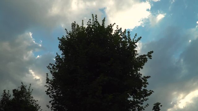 Time-lapse of dark and light clouds moving fast behind the silhouette of a tree