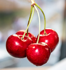 close-up photo of bouquet of four bright and glowing cherries on blurred background