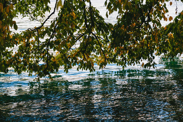 Obraz na płótnie Canvas Low-hanging branches of a green tree bending above the water on the Lake Bled, Slovenia.