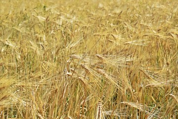 Golden ears of rye growing in the field.