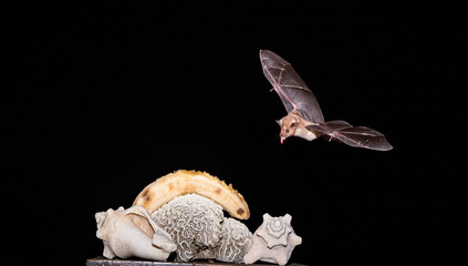   Flying bats Views around the Caribbean island of Curacao
