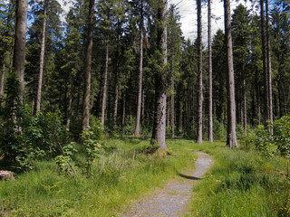 RSPB Lake Vyrnmy Reserve, Wales, July 2019