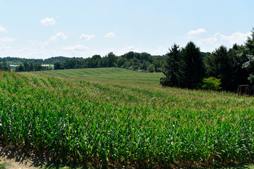 Fototapeta na wymiar Agricultural Landscape