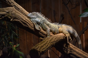 leguan