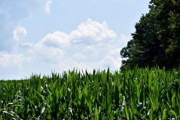 Corn Crop Growing to the Sky