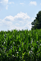 Corn Stalks Growing in a Field