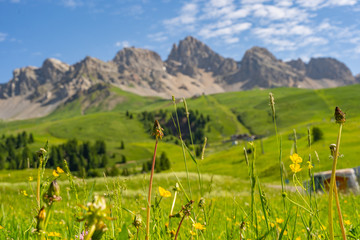 Beautiful nature with rocky mountain and green field