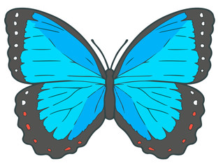 Vector illustration of a 'Peleides Blue Morpho' butterfly