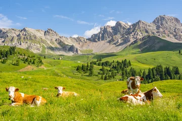 Fototapeten Landschaftsalpen mit Kuh auf grüner Wiese © Viacheslav Yakobchuk