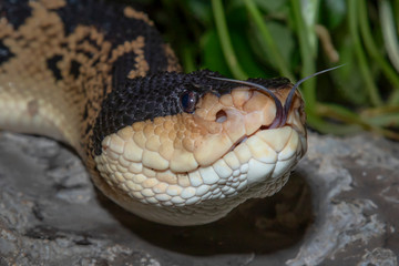 Black Headed Bushmaster (Lachesis melanocephala) with forked tongue
