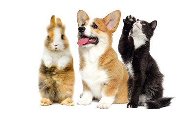 cat and dog and rabbit together on a white background