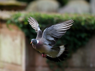 Wood pigeon, Columba palumbus