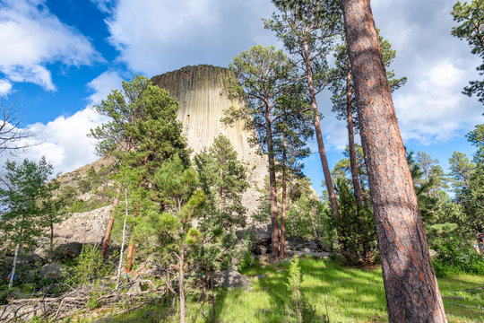 Devils Tower Mountain surrounded by trees and forest, Wyoming