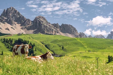 Gordijnen Beautiful nature with herd of cow on pasture © Viacheslav Yakobchuk
