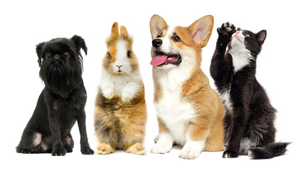 Obraz premium cat and dog and rabbit together on a white background