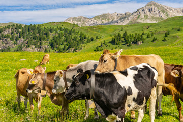 Scenery landscape with livestock on green pasture