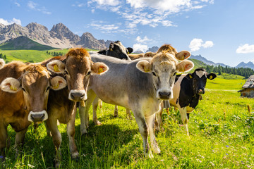 Idyllic landscape with herd of cow on pasture