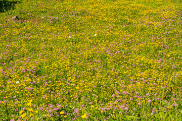 Scenic Alps with small and colorful wildflower field