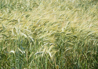 the wheat field
