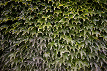 Efeu, Gr&uuml;n, Bl&auml;tter, Hintergrund, Textur