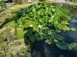 pond with plants