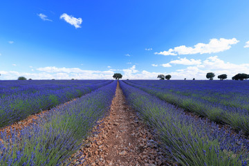 Obraz premium Flowered lavender fields in Brihuega, Guadalajara Spain