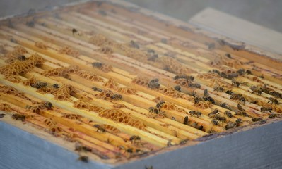 Alvéoles, abeilles et cadres d'une ruche