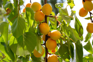 Apricot fruits on the background of green leaves on a natural apricot tree