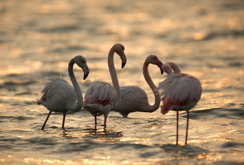 Greater Flamingos in the morning hours at Asker coast, bahrain 