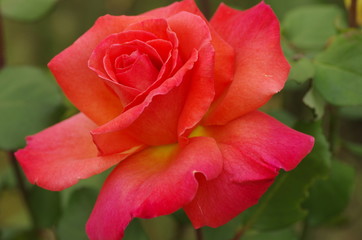 red rose in the garden