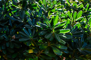 Obraz premium Vegetación