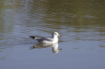 seagull in the water