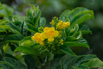 yellow flowers in garden