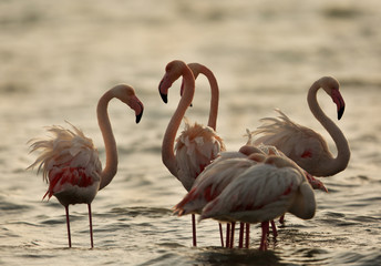 Greater Flamingos in the morning hours at Asker coast, bahrain 
