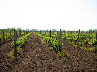 Fototapeta na wymiar Grape bushes at a farm vineyard